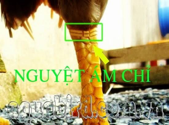 vay-nguyet-am-chi