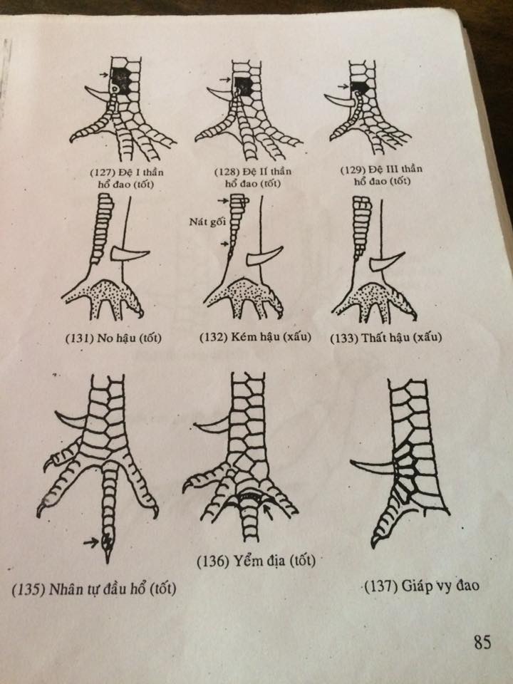 xem vảy gà chọi đẹp