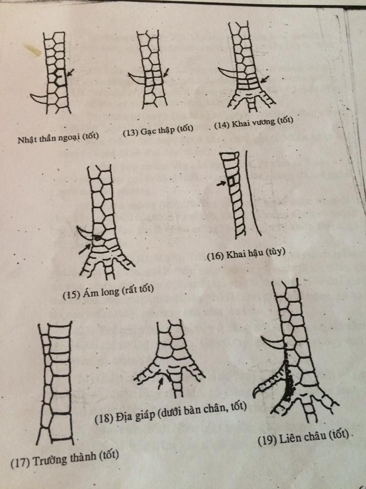  cách xem chân vảy gà chọi 