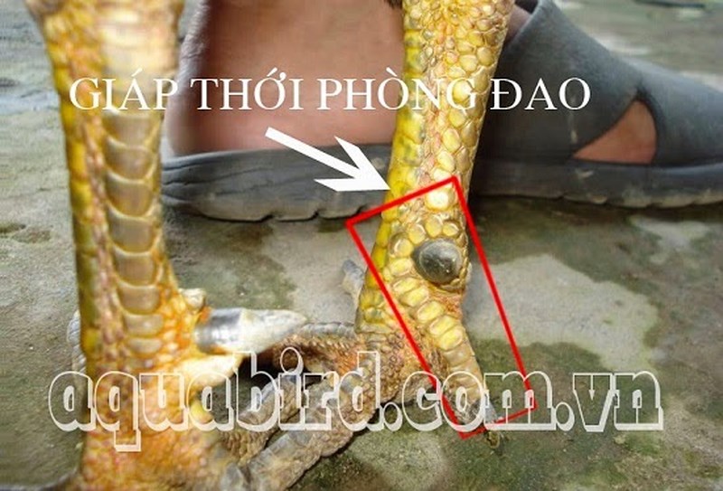 Vảy giáp thới phòng đao