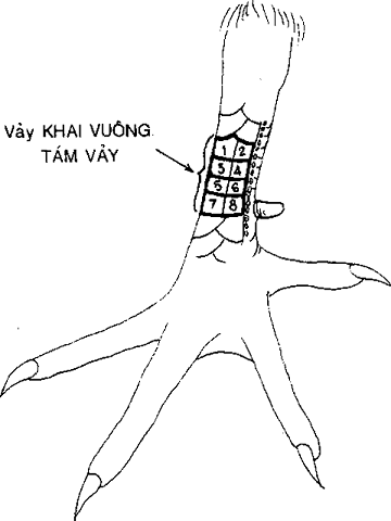 Khai vuông tám vảy