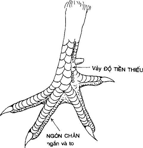 các loại vảy gà xấu