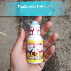 thuốc tăng lực hytoquin