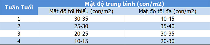 Mật độ nuôi úm gà