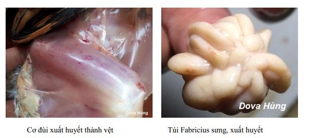 bệnh tích gumboro ở gà