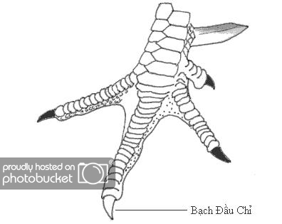 Hình vẽ vảy bạch đầu chỉ theo kinh kê