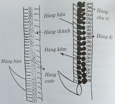 Chân gà và hàng kẽm