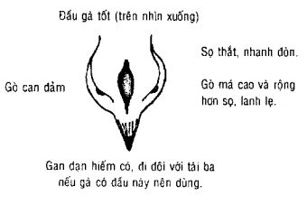 đàu gà tốt