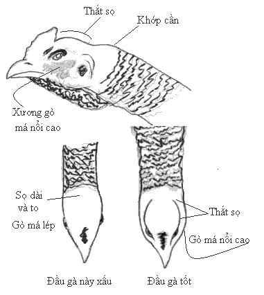 Đầu gà tốt và xấu
