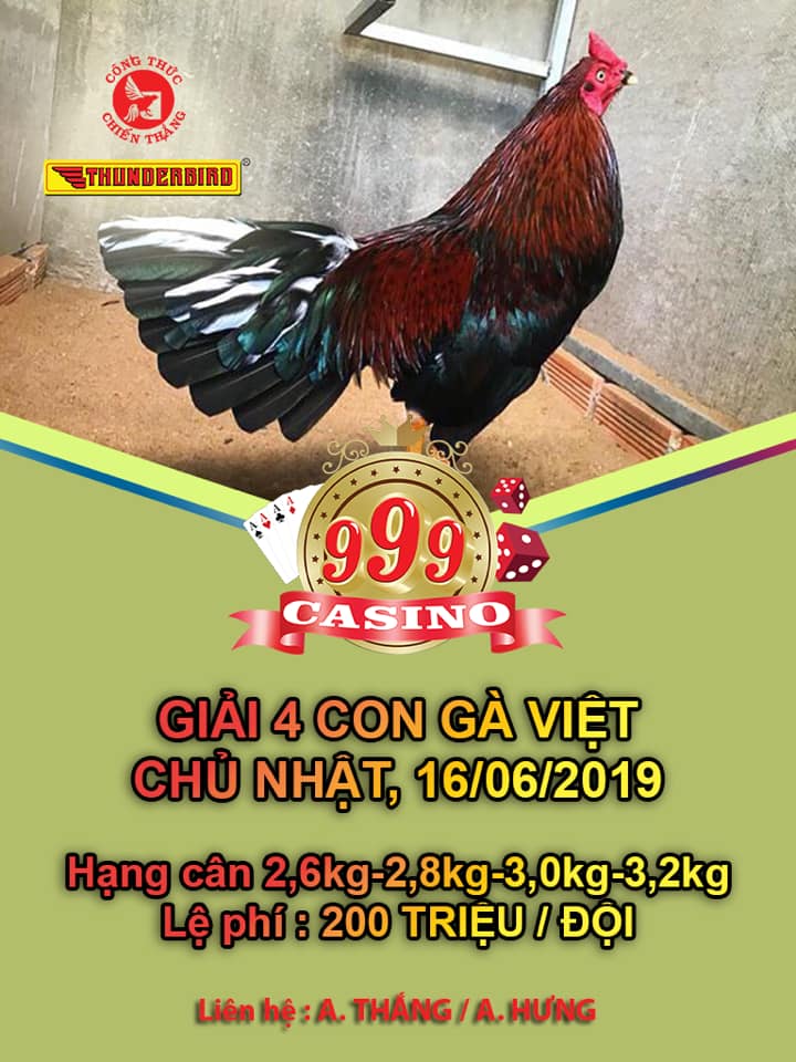 Giải đá gà Việt ngày 16/6