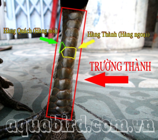 Vảy trường thành