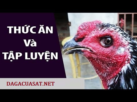 thức ăn và tập luyện chop gà mau mập