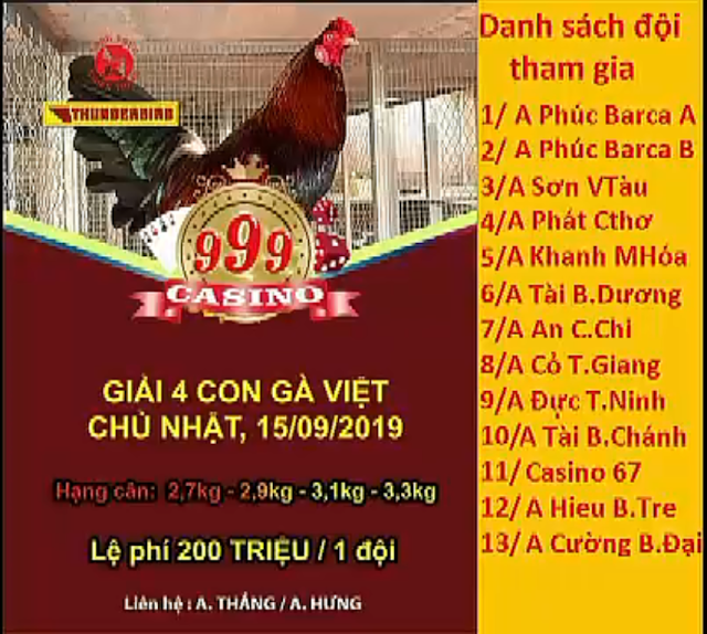 giải gà nòi 15/9